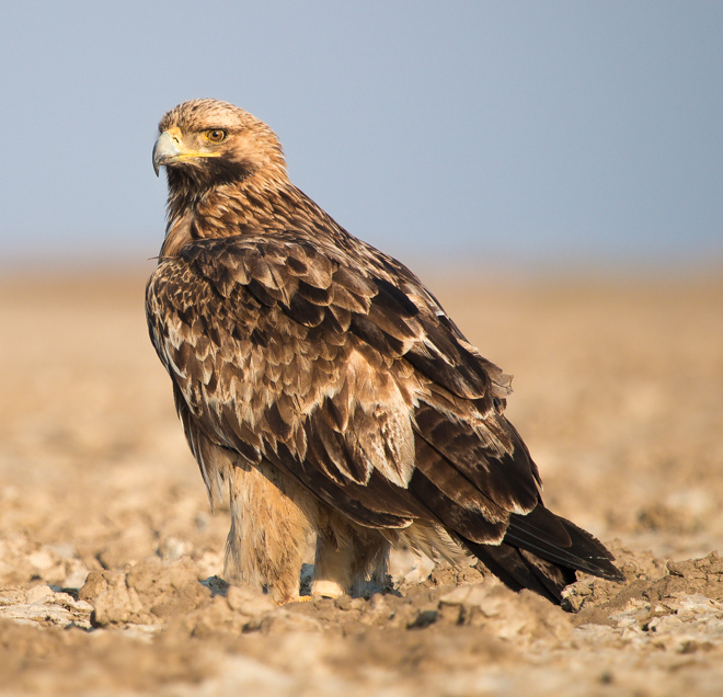 Águila Imperial Oriental | Wiki Reino Animalia | Fandom