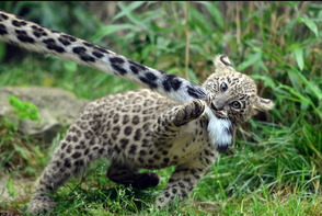 Leopardo caucasico 5