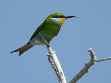 Merops hirundineus Etosha Namibia.jpg