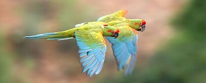 Paraba-frente-roja-ara-rubrogenys-1280x1024