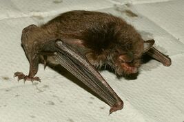 1024px-Myotis-P1040975