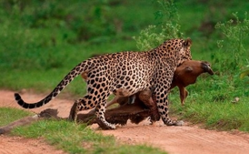 Leopardo indio 9