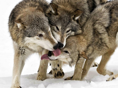 Lobos 1.png