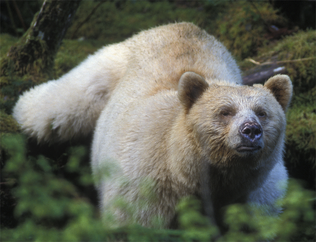 Oso negro 5.png
