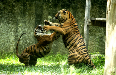 Tigres luchando