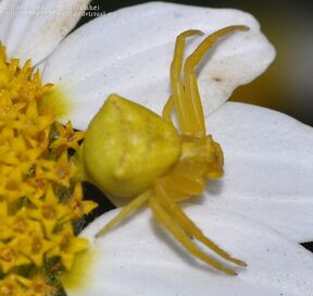 Thomisus-onustus-994307.jpg