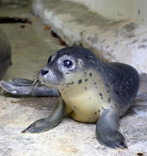 Foca3