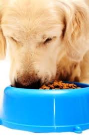 Perro comiendo