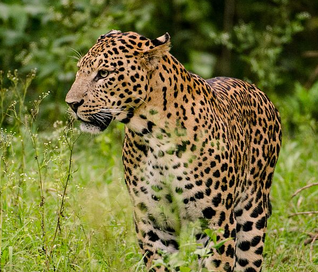Leopardo indio