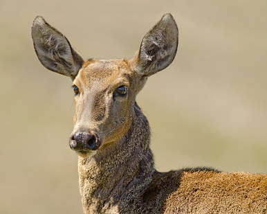 Huemul 3