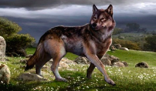 Lobo gigante 4.png