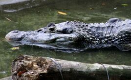 Melanosuchus niger