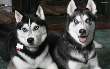 Siberian husky 1