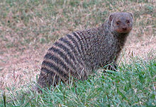 220px-Banded Mongoose