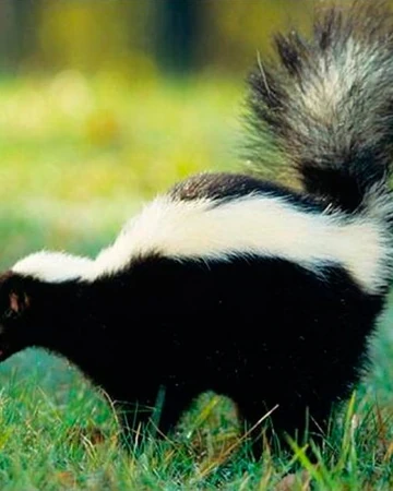 Zorrillos Wiki Reino Animalia Fandom