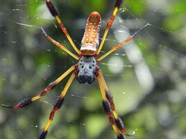 Nephila-clavipes-15