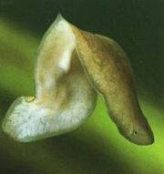 Platelmitos