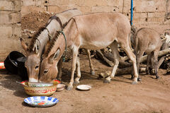 Burros