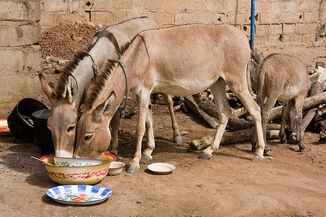 Burros