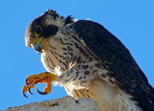 Halcón peregrino