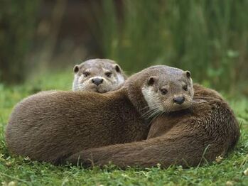 Ingo-arndt-minden-pictures-european-river-otter-lutra-lutra-sisters-resting-europe a-G-8632463-4990703