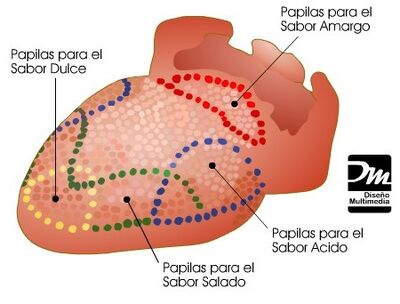 Lengua humana