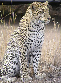 Leopardo africano 9.png