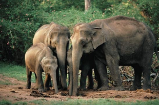 Elefante asiatico 9