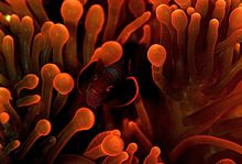 Flickr - JennyHuang - Where is the fish.jpg
