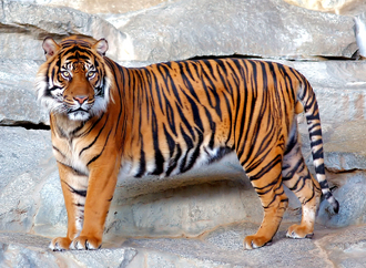 Tigre 1.png