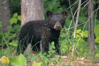Oso negro 15.png