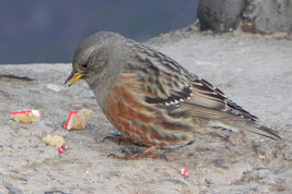 Prunella-collaris4