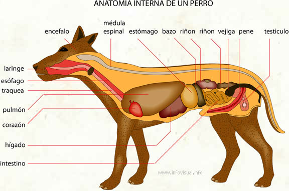 Anatomía de un perro