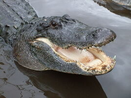 Aligator americano