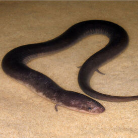 Amphiuma tridactylum large.jpg