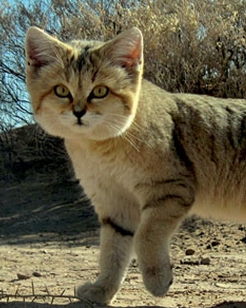 Gato Del Desierto Wiki Reino Animalia Fandom