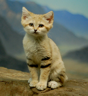 Gato del desierto 7