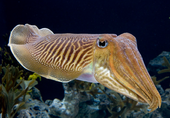 Moluscos