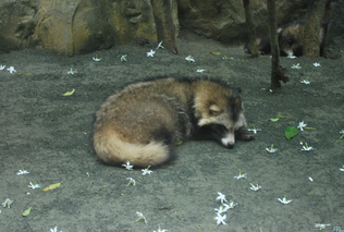 Perro mapache 17