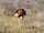 Avestruz Masai