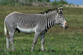 Fiche-grevy