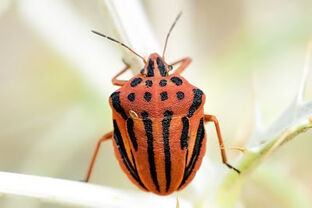 Hemipteros - Graphosoma semipunctatum - E Gil.jpg