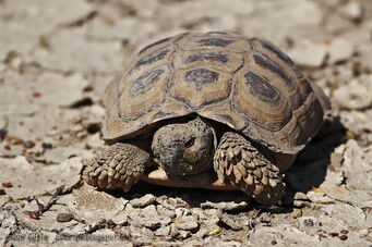Chelonoidis chilensis.jpg