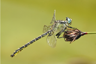 Macho-de-Gomphus-graslinii-encontrado-en-la-Pesquera-del-Ulldemo-Beceite-Teruel-foto