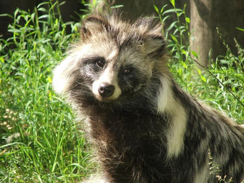 Perro mapache 1