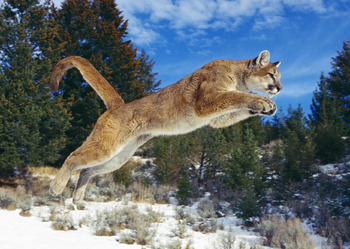Adiós Consecutivo Procesando Curiosidades:Puma | Wiki Reino Animalia | Fandom