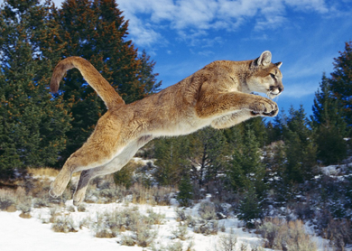 Puma Wiki Reino Animalia | Fandom