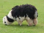 Unshorn alpaca grazing