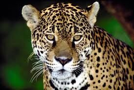 Jaguar2.jpg