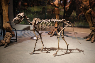 Lobo gigante 5.png